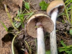 Psilócybe azuréscens, (azurna gologlavka)