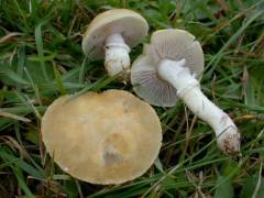 Psilócybe coronílla, ovenčana gologlavka