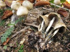 Psilócybe cyanéscens, modreča gologlavka