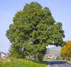 Quercus petraea, graden