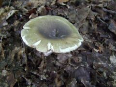 Rússula aerugínea, zelena golobica