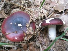 Rússula atropurpúrea, škrlatna golobica