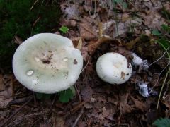 Rússula heterophýlla, rjavozelena golobica