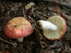 Rússula laéta, spolzka golobica