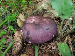 Rússula lángei, Langejeva golobica