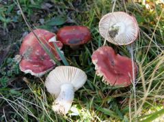 Rússula naná, alpska golobica