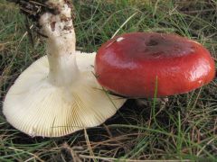 Rússula paludósa, jagodna golobica