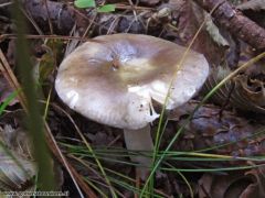 Rússula postiána, šarasta golobica