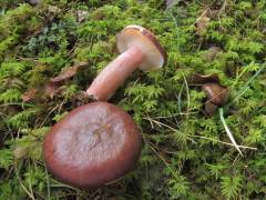 Rússula quelétii, Queletova golobica