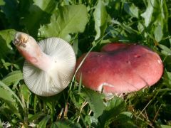 Rússula sanguinária, češnjeva golobica