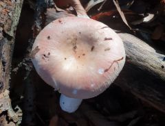 Rússula veternósa, krhljiva golobica