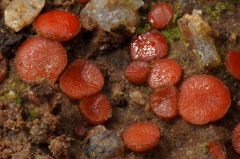 Scutellínia pseudotrechíspora, raskavotrosna ščetinka