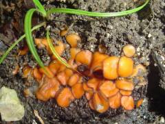 Scutellínia umbrórum, senčna ščetinka