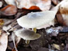 Simócybe centúnculus, olivnorjavi spodvihanec