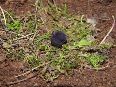 Smárdaea planchónis, (vijoličasta lepotroska)