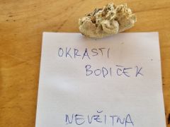 Steccherínum ochráceum, okrasti bodiček