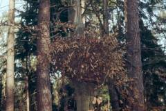 Taphrina carpini, (gabrova kodravka)