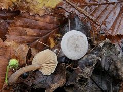 Tephrócybe plátypus, ploskobetna sivolistka