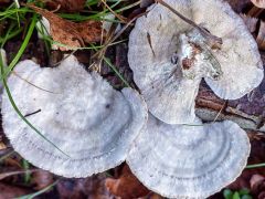 Tramétes hirsúta, nakosmatena ploskocevka