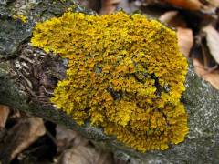 Xanthoria parietina, navadni rumenček