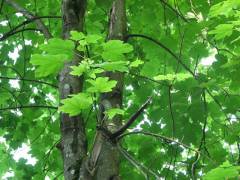 Acer pseudoplatanus, beli javor