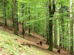 Fagus sylvatica, bukev