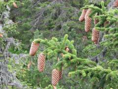 Picea abies, smreka