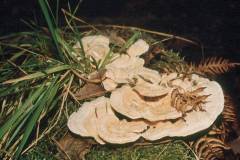 Abortiporus biennis