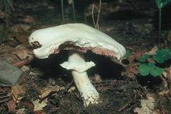 Agaricus altipes