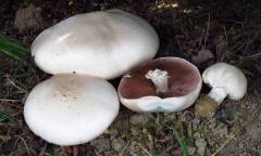 Agaricus arvensis