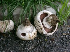 Agaricus bitorquis