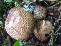 Agaricus bohusii