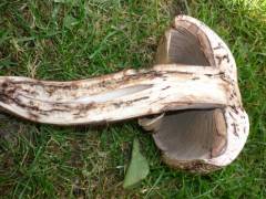 Agaricus bohusii