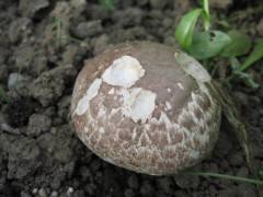 Agaricus bresadolanus