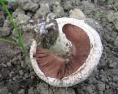 Agaricus bresadolanus