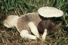 Agaricus campestris