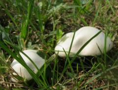 Agaricus campestris