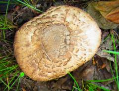 Agaricus cappellianus