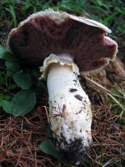 Agaricus chionodermus