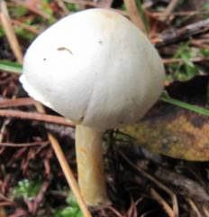 Agaricus comtulus