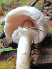 Agaricus comtulus