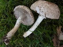 Agaricus impudicus