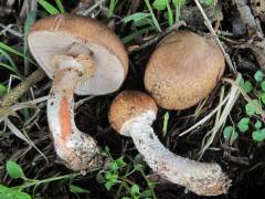 Agaricus langei