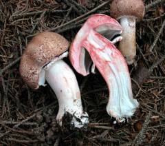 Agaricus langei