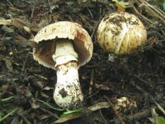 Agaricus litoralis