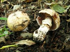 Agaricus litoralis