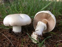 Agaricus macrocarpus