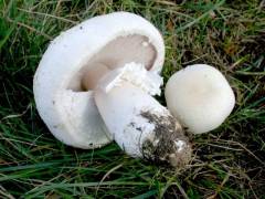 Agaricus macrosporoides