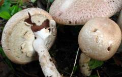 Agaricus phaeolepidotus