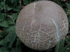 Agaricus phaeolepidotus